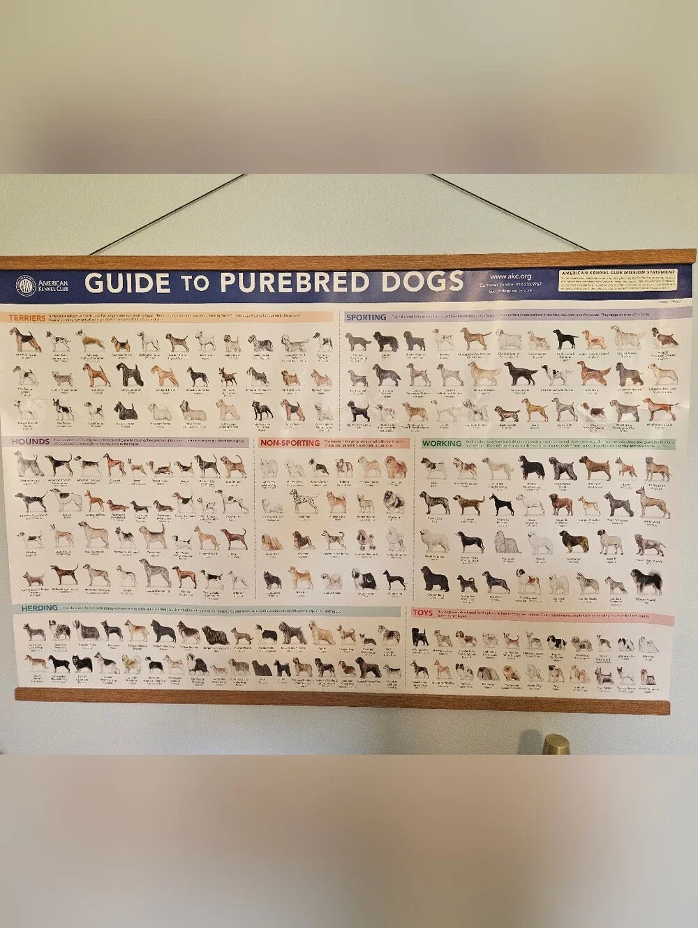 Guide to Purebred Dogs Poster - Blue